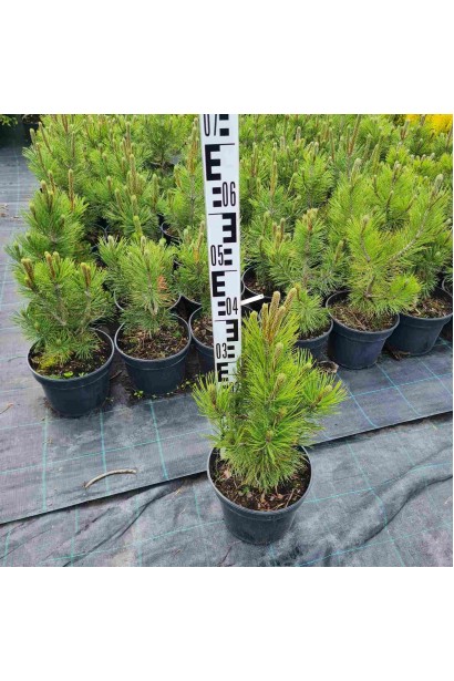 Сосна білокора - 5л/вис.35-45см/Ø20-25см